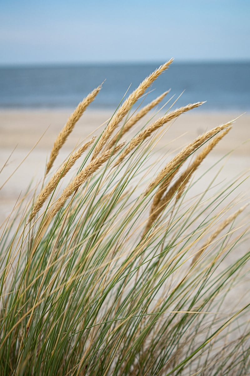 Beachfront